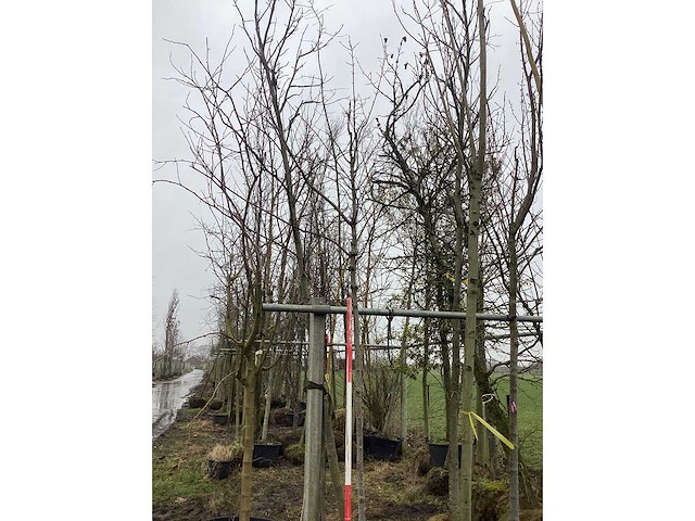 Esdoorn - vormboom - afbeelding 3 van  3