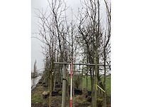 Esdoorn - vormboom - afbeelding 3 van  3