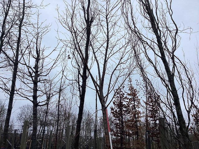 Esdoorn - vormboom - afbeelding 1 van  3