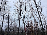 Esdoorn - vormboom - afbeelding 1 van  3