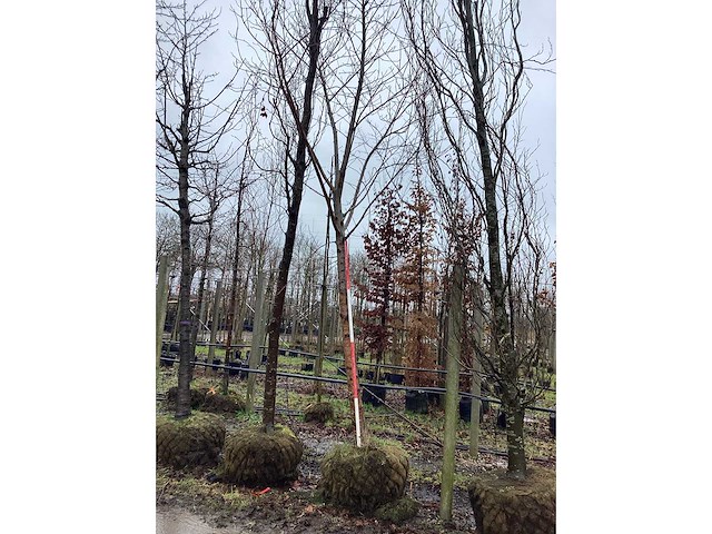 Esdoorn - vormboom - afbeelding 2 van  3