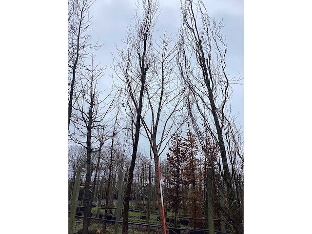 Esdoorn - vormboom - afbeelding 3 van  3