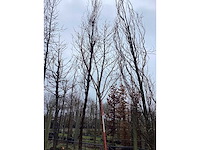 Esdoorn - vormboom - afbeelding 3 van  3