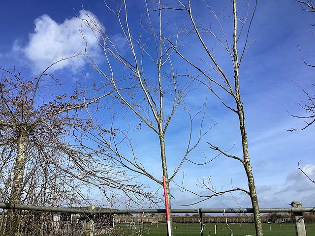 Esdoorn - vormboom - afbeelding 1 van  2