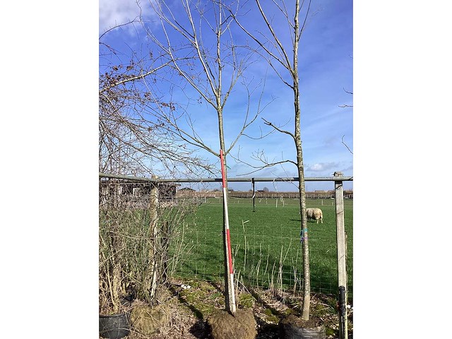 Esdoorn - vormboom - afbeelding 2 van  2