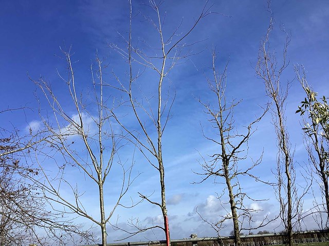 Esdoorn - vormboom - afbeelding 1 van  2