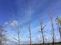 Esdoorn - vormboom - afbeelding 1 van  2