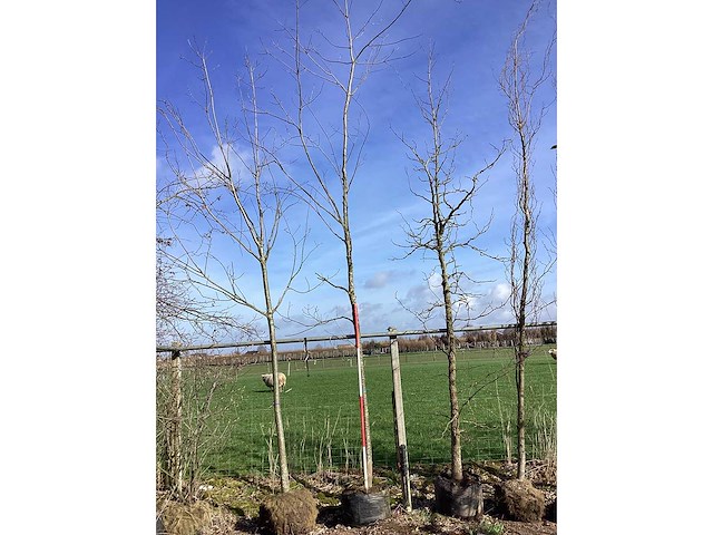 Esdoorn - vormboom - afbeelding 2 van  2