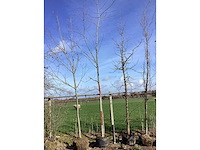 Esdoorn - vormboom - afbeelding 2 van  2