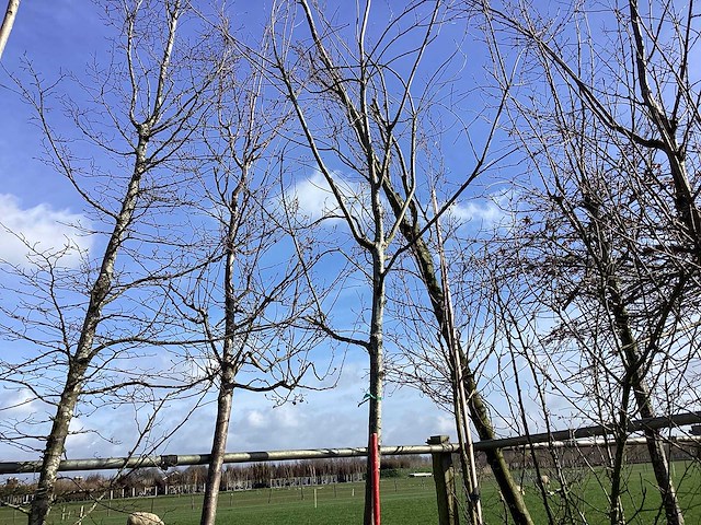 Esdoorn - vormboom - afbeelding 1 van  2