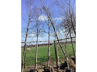 Esdoorn - vormboom - afbeelding 2 van  2