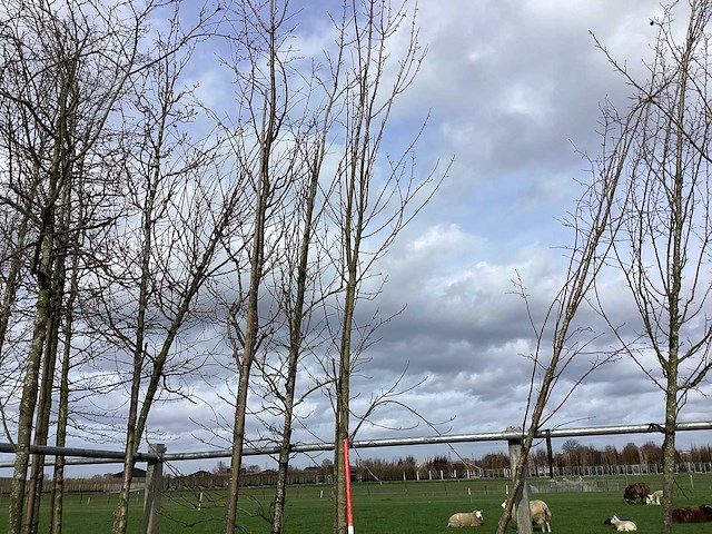 Esdoorn - vormboom - afbeelding 1 van  2