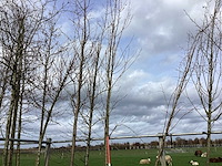 Esdoorn - vormboom - afbeelding 1 van  2