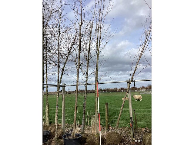 Esdoorn - vormboom - afbeelding 2 van  2