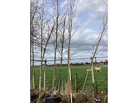 Esdoorn - vormboom - afbeelding 2 van  2