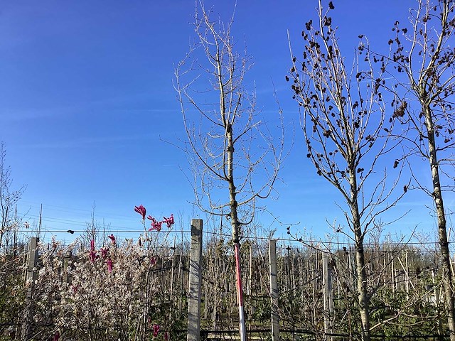 Esdoorn - vormboom - afbeelding 1 van  2