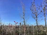 Esdoorn - vormboom - afbeelding 1 van  2