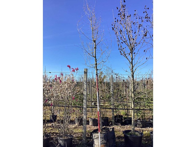 Esdoorn - vormboom - afbeelding 2 van  2