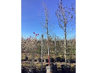 Esdoorn - vormboom - afbeelding 2 van  2