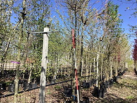 Esdoorn - vormboom - afbeelding 1 van  2