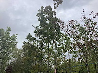 Esdoorn - vormboom - afbeelding 1 van  2