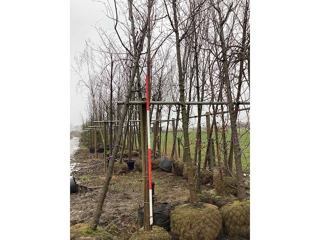 Esdoorn autumn fantasy - vormboom - afbeelding 1 van  3