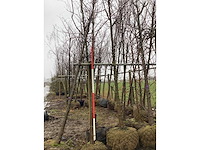 Esdoorn autumn fantasy - vormboom - afbeelding 1 van  3