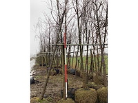 Esdoorn autumn fantasy - vormboom - afbeelding 2 van  3