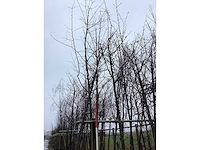 Esdoorn autumn fantasy - vormboom - afbeelding 3 van  3