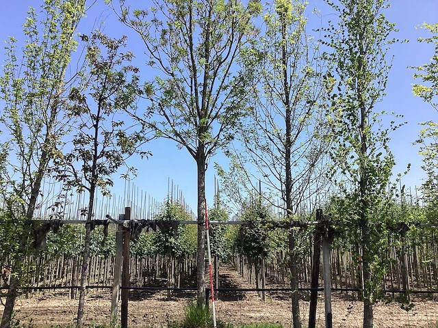Essenboom - laanboom - afbeelding 1 van  2