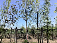 Essenboom - laanboom - afbeelding 1 van  2