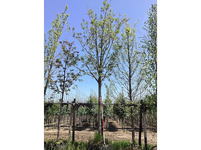 Essenboom - laanboom - afbeelding 2 van  2