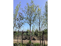 Essenboom - laanboom - afbeelding 2 van  2