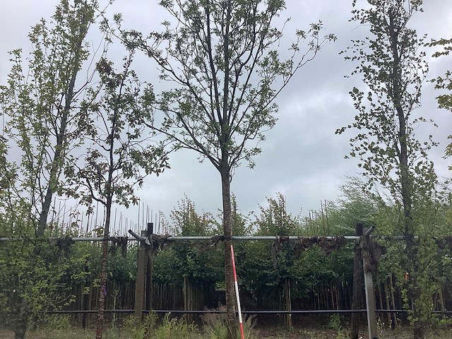Essenboom - laanboom - afbeelding 1 van  2