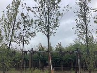 Essenboom - laanboom - afbeelding 1 van  2