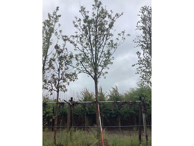 Essenboom - laanboom - afbeelding 2 van  2