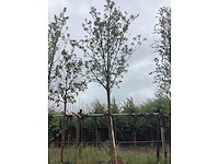 Essenboom - laanboom - afbeelding 2 van  2