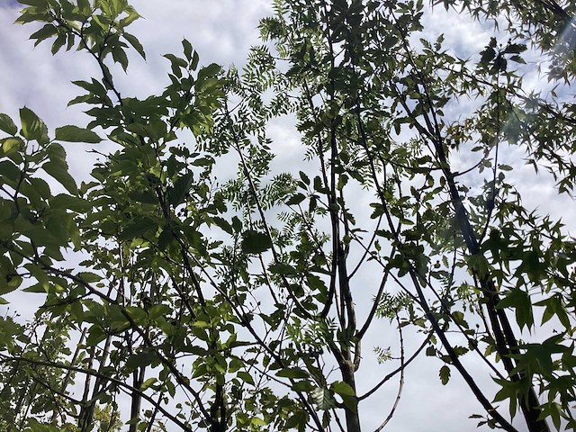 Essenboom - parkboom - afbeelding 1 van  2
