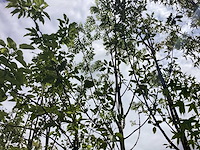 Essenboom - parkboom - afbeelding 1 van  2