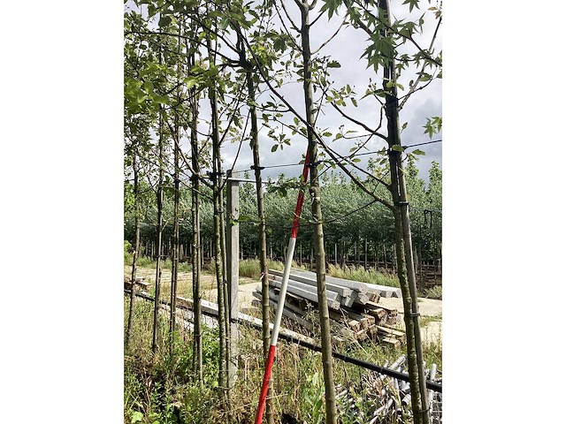 Essenboom - parkboom - afbeelding 2 van  2