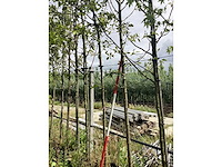 Essenboom - parkboom - afbeelding 2 van  2