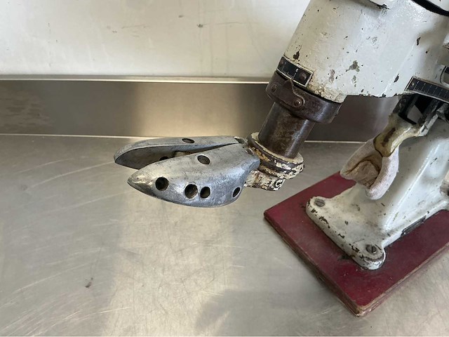 Eupedus schoenmakerspers - afbeelding 4 van  5