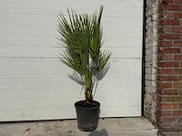 Europese dwergpalm - chamaerops humilis - hoogte ca. 100 cm - afbeelding 1 van  1
