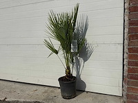 Europese dwergpalm - chamaerops humilis - hoogte ca. 100 cm - afbeelding 2 van  3