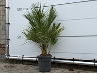 Europese dwergpalm - chamaerops humilis - hoogte ca. 100 cm - afbeelding 1 van  2