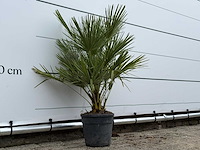 Europese dwergpalm - chamaerops humilis - hoogte ca. 100 cm - afbeelding 2 van  2