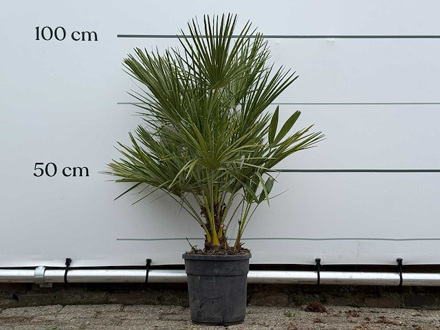 Europese dwergpalm - chamaerops humilis - hoogte ca. 100 cm - afbeelding 1 van  3