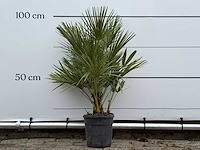 Europese dwergpalm - chamaerops humilis - hoogte ca. 100 cm - afbeelding 1 van  3