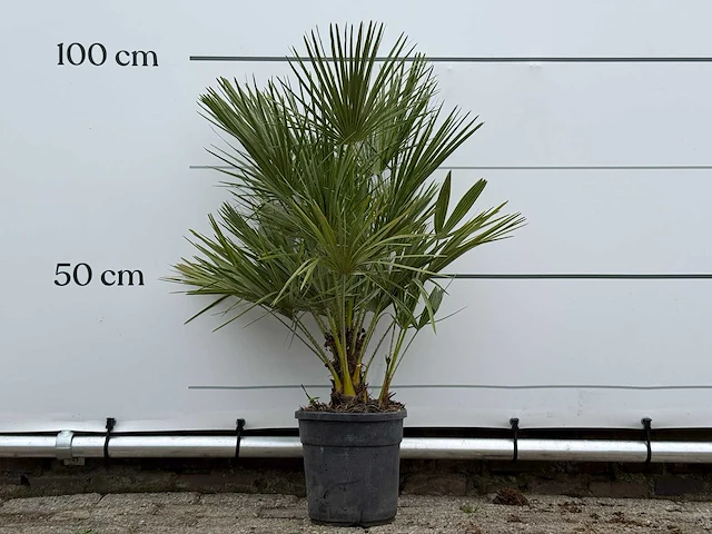 Europese dwergpalm - chamaerops humilis - hoogte ca. 100 cm - afbeelding 1 van  3