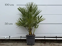 Europese dwergpalm - chamaerops humilis - hoogte ca. 100 cm